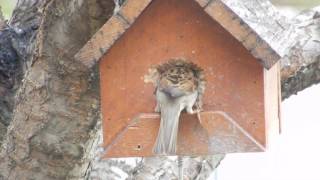 Eurasian Tree Sparrow nest building in Saint Charles, MO