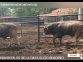 SEMENTALES DE LA RAZA SUIZO EUROPEO 🐂🐂🇨🇭🇨🇭🇲🇽🇲🇽