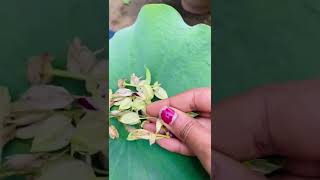 Growing Torenia from seeds| How to grow torenia from seeds| Collecting seeds