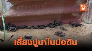 สุดเจ๋ง!! เกษตรกรเมืองย่าโม เลี้ยงปูนาในบ่อดิน | เรื่องดีดีทั่วไทย