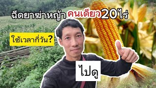 ฉีดยาฆ่าหญ้า20ไร่กี่วัน#ปลูกข้าวโพดเลี้ยงสัตว์#ปลูกข้าวโพด