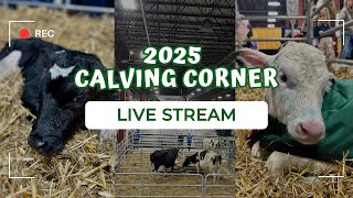 Calving Corner 1/11/2025 - Pennwood Farms (Day Two)