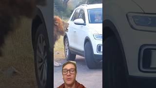 Stopped car ANGERS Lion! #lion