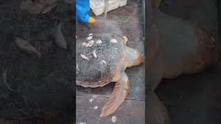 They Found a Turtle… and Did This!😱😱 #shorts