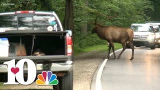 Elk spotted on Tennessee side of the Smokies