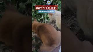 강아지 땅굴파기