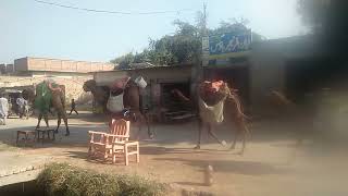 Railway road Sahja Tehseel Khanpur District Raheem yar khan.#Pakvillageworld