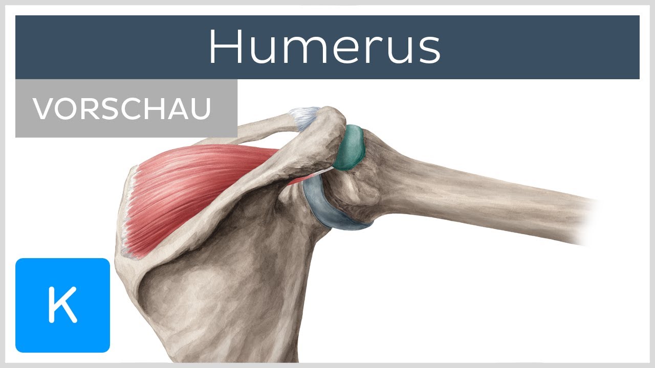 Humerus (Vorschau) - Anatomie Des Menschen | Kenhub - YouTube