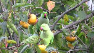 ワカケホンセイインコ柿を食べる