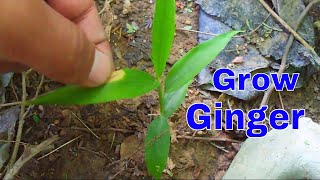 ऐसे लगाए घर पर अदरक का पौधा /How to Grow Ginger Plant from Ginger/ - 21 Aug 2017 /Mammal Bonsai ऐसे लगाए घर पर अदरक का पौधा /How to Grow Ginger Plant from Ginger/ - 21 Aug 2017 /Mammal Bonsai
