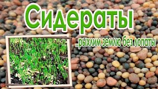 КАК БЫСТРО УЛУЧШИТЬ ПОЧВУ БЕЗ ПЕРЕКОПКИ? СЕЕМ СИДЕРАТЫ!!