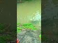 Hook- fishing. Traditional- boy- catching -fish- in -river #short#