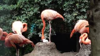 赤ちゃんフラミンゴ　上野動物園