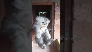 kittens for sale video Malayalam