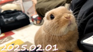 【ごろ寝する飼い主になでなでを要求するうさぎ🐰】毎日の30秒ひなちゃん🐰✨【2025.02.01のひな】[うさぎ]