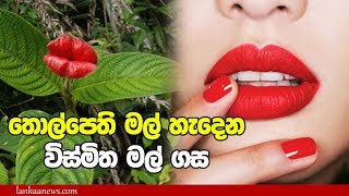 තොල්පති මල් හැදෙන විස්මිත මල් ගසක් - The Most Kissable Plant