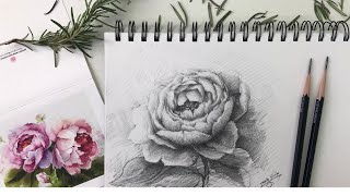 Pencil Drawing Flowers-Peony-Tutorial Step by Step.