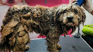 Poor Matted Dog Gets Her Life Back | Before & After