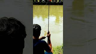 Keseruan lomba turnamen ikan mas #mancing #strikeikanmas #fishing #ikanmas #mancingikanmas