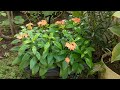 crossandra planters results english