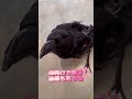 見上げてくる顔がかわいいユラユラカラスのクッピbgmキジバト2024 7 31kuppi the crowカラスのクッピ カラス ハシブトカラス かわいい 癒し