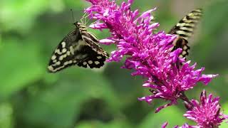 BUTTERFLY PAVILION: COLORADO Swallowtail Butterflies: Papilionidae. Video about the Citrus Butterfly