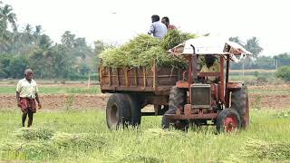 எள்ளு அறுவடை ( பகுதி 1) YellowGreen/ Tamil documentary/ Sesame harvest