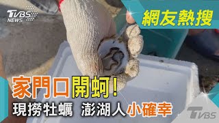 家門口開蚵!現撈牡蠣 澎湖人小確幸｜TVBS新聞