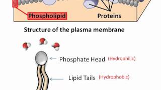 Eukaryotic Cells.mp4