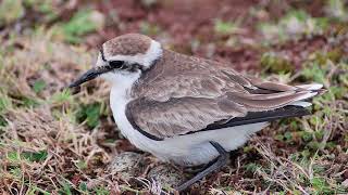 Biosecurity on St Helena