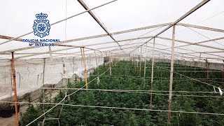 Localizan una finca con más de 18.000 plantas de marihuana