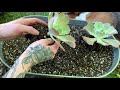 how i repotted my echeveria giant blue succulents from mountain crest gardens