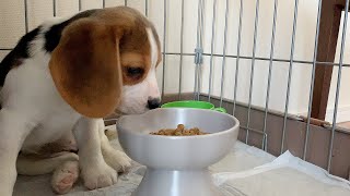 【子犬お迎え翌日】ご飯に興味なし？子犬のモグモグタイム【ビーグル 多頭飼い】Beagle Puppy