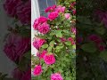 无刺玫瑰香喷喷 zephirine drouhin climbing rose 2023