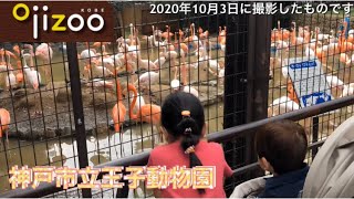 【動物園、遊園地】神戸市立王子動物園に行った様子　また行きたいね！