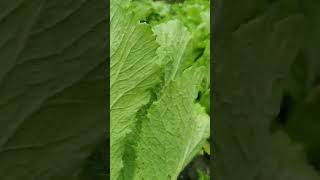 ស្ពៃក្រញាញ់​ ​ - Brassica Juncea