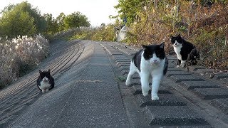 【地域猫】三匹の甘え猫と夕陽に包まれた食事風景。【魚くれくれ野良猫製作委員会】