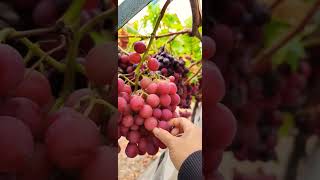 picking red grapes #grape 🍇 #nature #garden #shorts #harvest