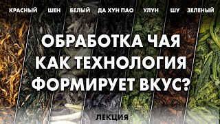 Почему чай разный? Технология производства китайского чая | Art of Tea + Елена Иванова