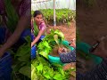 preparing mango stone grafting youtube youtubeshorts india trending video viral agriculture