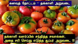 கனவுத் தோட்டம் - தக்காளி அறுவடை | தக்காளி வளர்ப்பில் சந்தித்த சவால்கள் என்னென்ன?