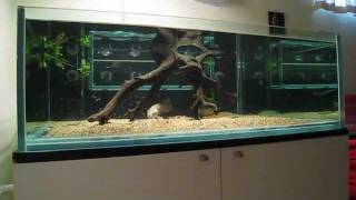 African Arowana and Flagtail - feeding time