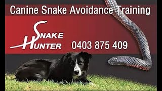 Dog Snake Avoidance Training - Teach Dogs To Avoid Snakes - CANINE SNAKE AVOIDANCE Training.