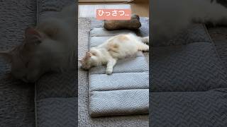 飼い主のごろ寝布団を貸し切る飼い猫さん。#shorts #猫 #cat #ラガマフィン #ペット