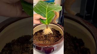 Fiddle Leaf Fig Propagation/ indoor plant propagation / ഇലയിൽ നിന്നും Fiddle leaf മുളപ്പിക്കാം