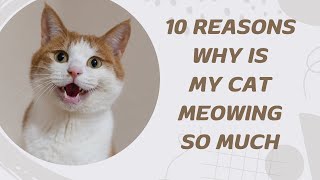 10 Reasons Why Is My Cat Meowing So Much