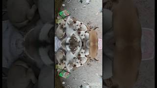 কুত্তার বাচ্চা ফুটফুটে সুন্দর।। Adorable puppies #shorts