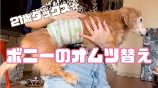 ボニーのオムツ替えとボニーの過去について【老犬ダックス】