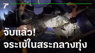 จับแล้ว! จระเข้ 2 เมตรในสระกลางทุ่ง | 02-12-64 | ห้องข่าวหัวเขียว