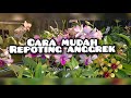 Cara mudah repoting anggrek  by asri garden orchid🥰🌺🙏